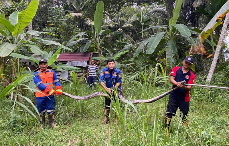 Tim Damkar Aceh Besar evakuasi ular piton di Gampong Lambarih Jurong Raya Kecamatan Suka Makmur Kabupaten Aceh Besar, Sabtu (01/02/2025).