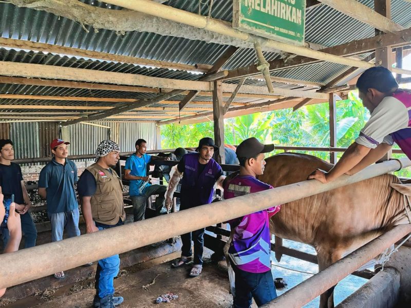 Kepala Bidang Peternakan Dinas Pertanian Aceh Besar Uzir SPt MSi, bersama Petugas Kesehatan Hewan melakukan vaksinasi terhadap ternak masyarakat Blang Bintang, Aceh Besar, Selasa (04/02/2025).
