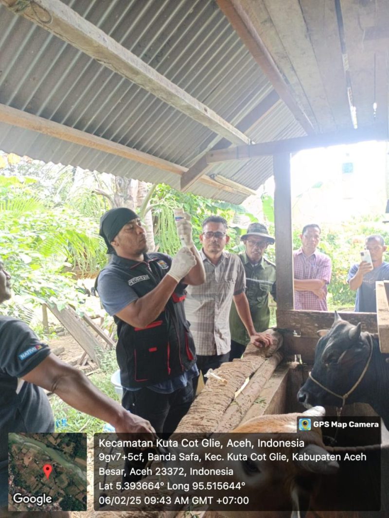 Kabid Peternakan Dinas Pertanian Aceh Besar Uzir SPt MSi, menyaksikan proses vaksinasi terhadap ternak masyarakat yang dilakukan Satgas PMK, di Kuta Cot Glie, Aceh Besar, Kamis (06/02/2025).