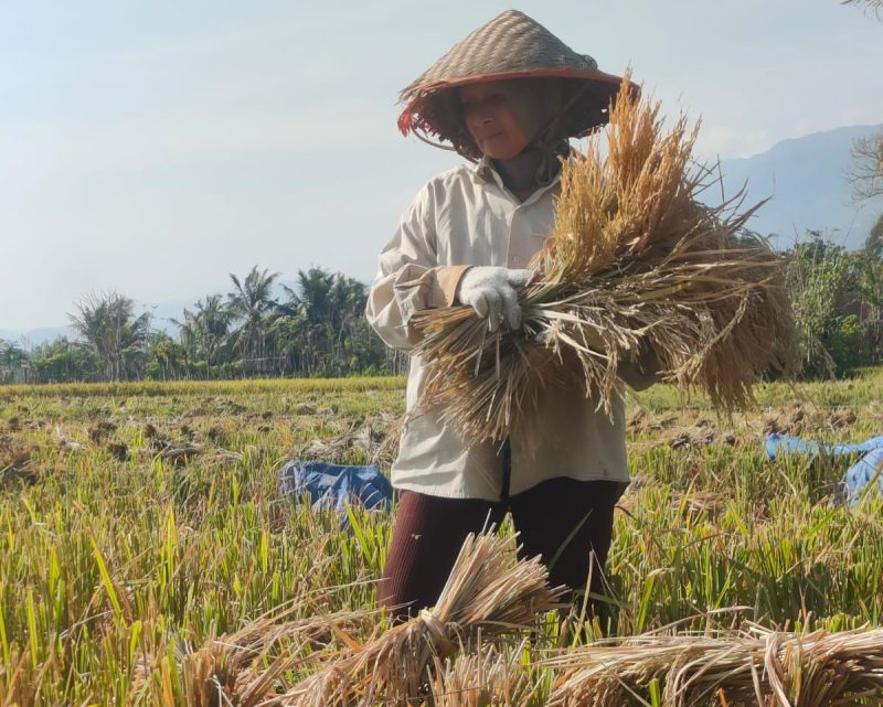 Rosmaini (53) petani asal gampong Ateuk Lampeuot Kec. Simpang Tiga sedang mengumpulkan hasil panen di gampong setempat, Senin (10/02/2025).